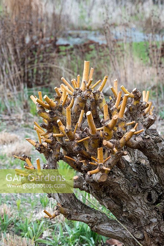 Salix alba var. vitellina 'Yelverton'  - Pollarded Golden willow, Surrey