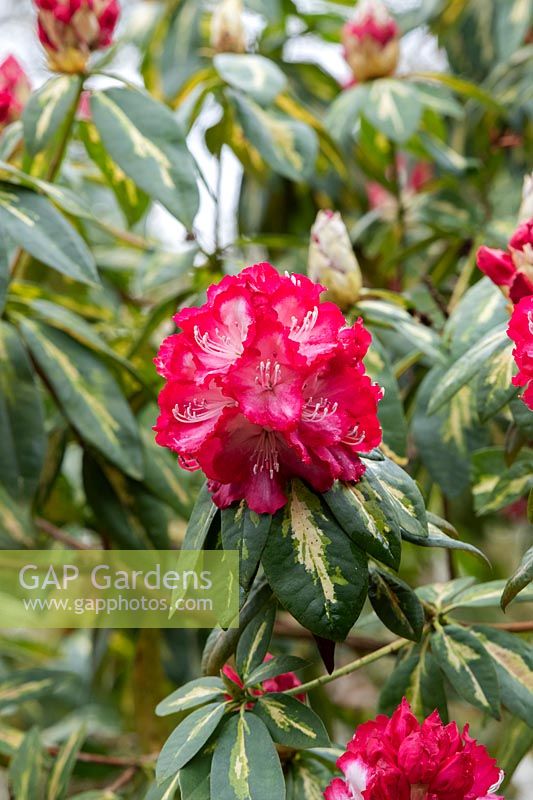 Rhododendron 'President roosevelt' 