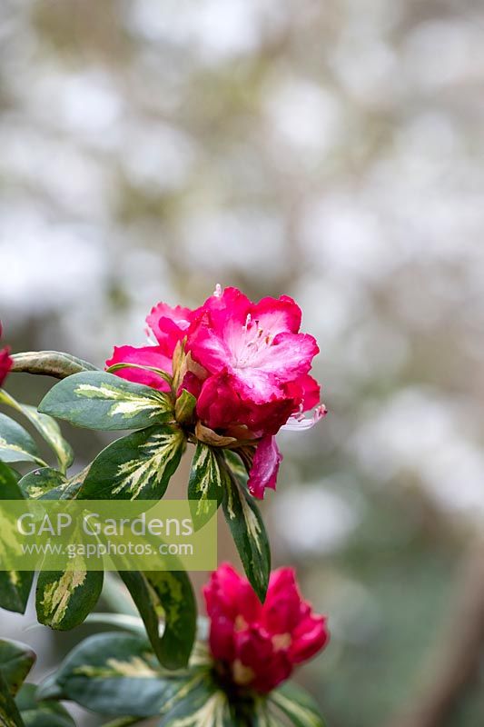 Rhododendron 'President roosevelt' 
