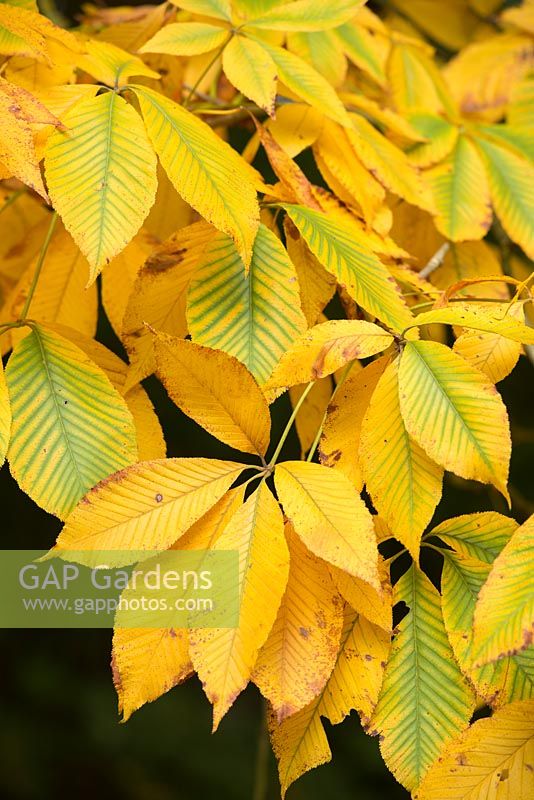 Aesculus X neglecta 'Erythroblastos'