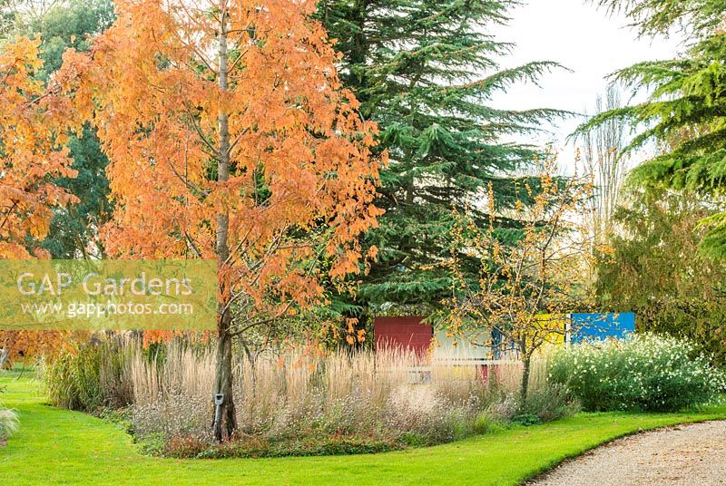 View of perennial border in early autumn with Calamagrostis x acutiflora 'Overdam', Miscanthus sinensis 'Silberfeder' and Metasequoia glyptostroboides and painted wall inspired by the work of Mondrian