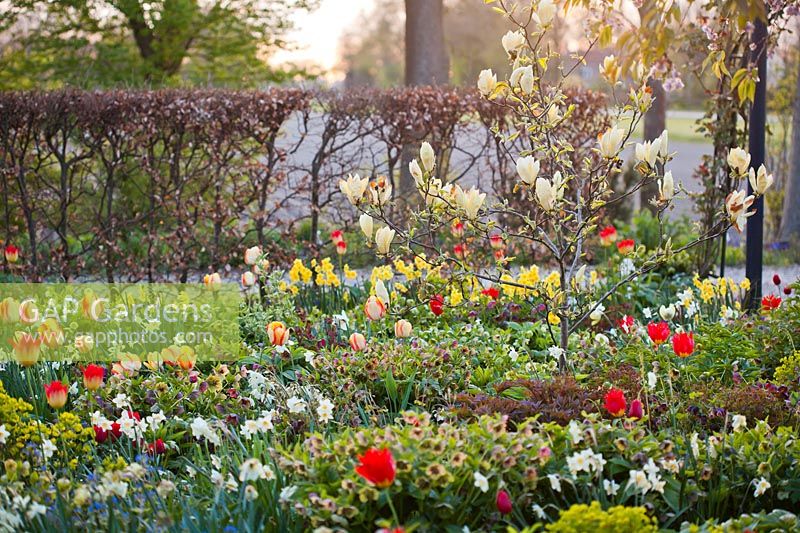 Spring border. Tulipa 'Sundowner', Tulipa 'Aperitif',  magnolia and hellebores
