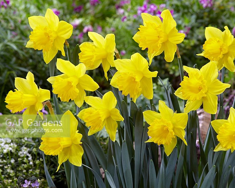 Narcissus 'Golden Harvest' - Daffodils