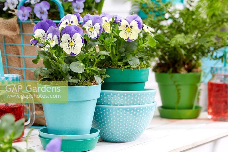 Potted up Viola - Pansies - on wooden surface with blue, teal and green accessories. 