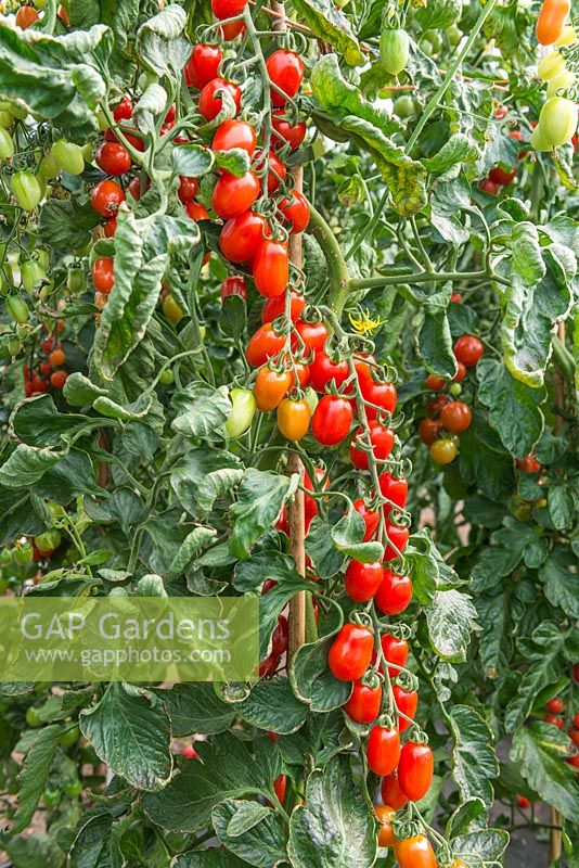 Solanum lycopersicum - Tomato 'Lovely Sunberry' F1