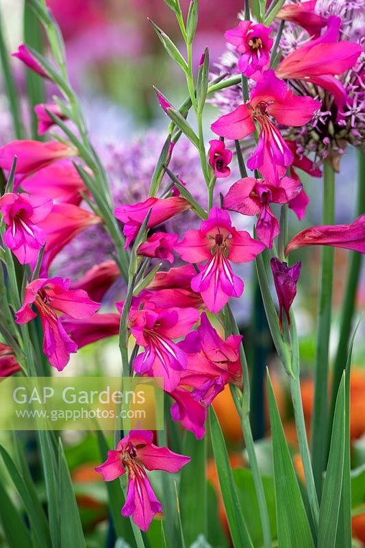 Gladiolus communis subsp. byzantinus - Byzantine gladiolus 