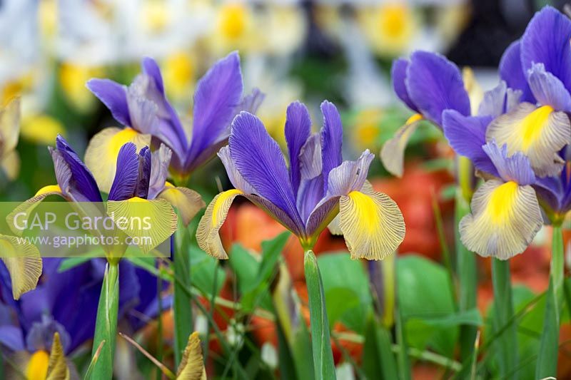 Iris x hollandica 'Gypsy beauty' - Dutch Iris