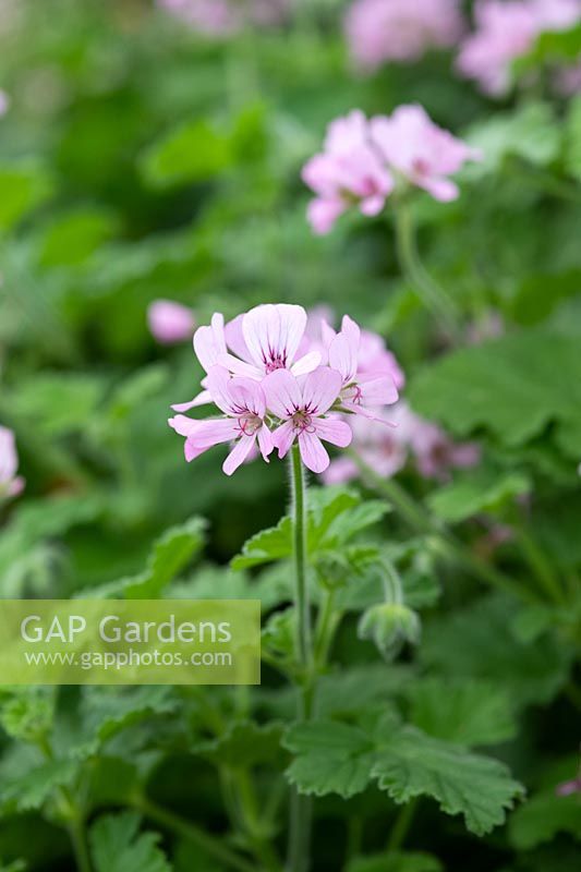 Pelargonium 'Attar of Roses'