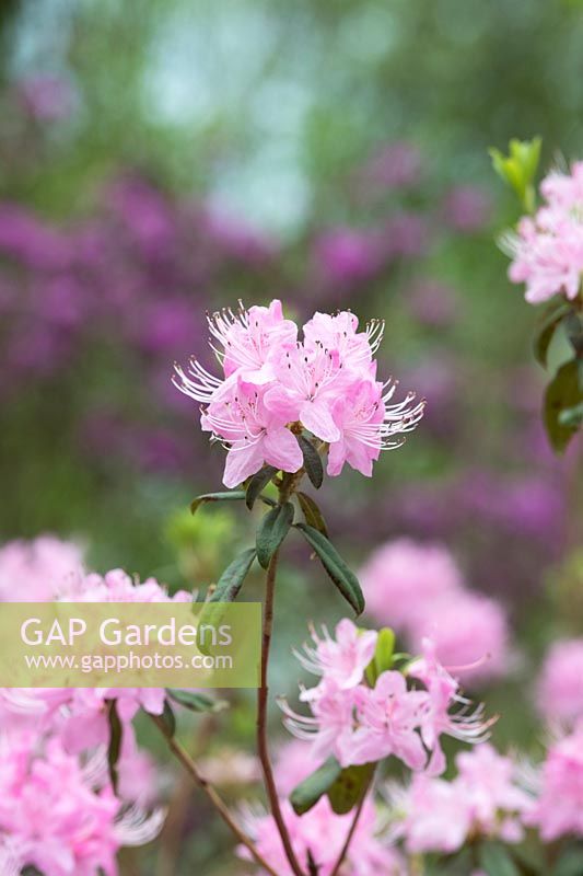 Rhododendron davidsonianum 'Bodnant Form' 