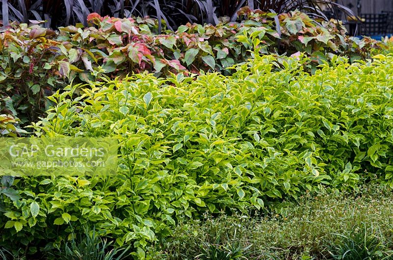 Duranta erecta 'Golden Edge'