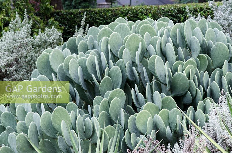 Opuntia ellisiana - prickly pear