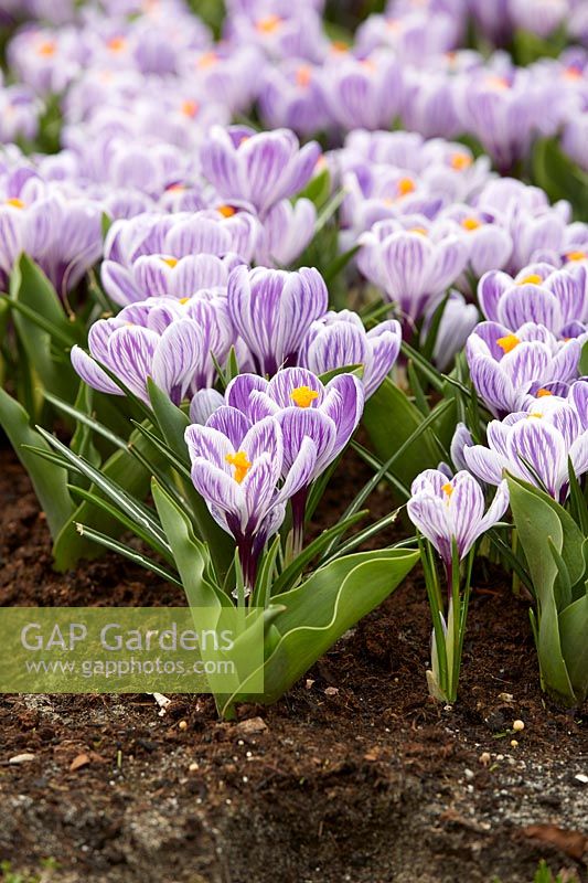 Crocus vernus Pickwick