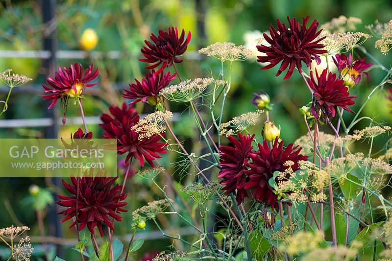 Dahlia 'Chat Noir' and Foeniculum vulgare 'Giant Bronze' 