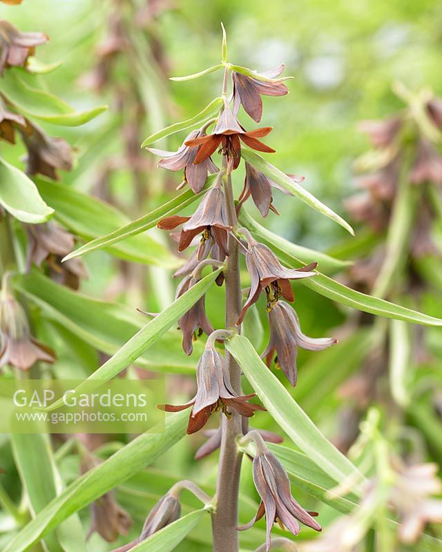 Fritillaria 'sewerzowii'