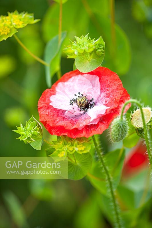 Papaver somniferum - opium poppy - and Bupleurum rotundifolium 'Griffithii' - thorow-wax
