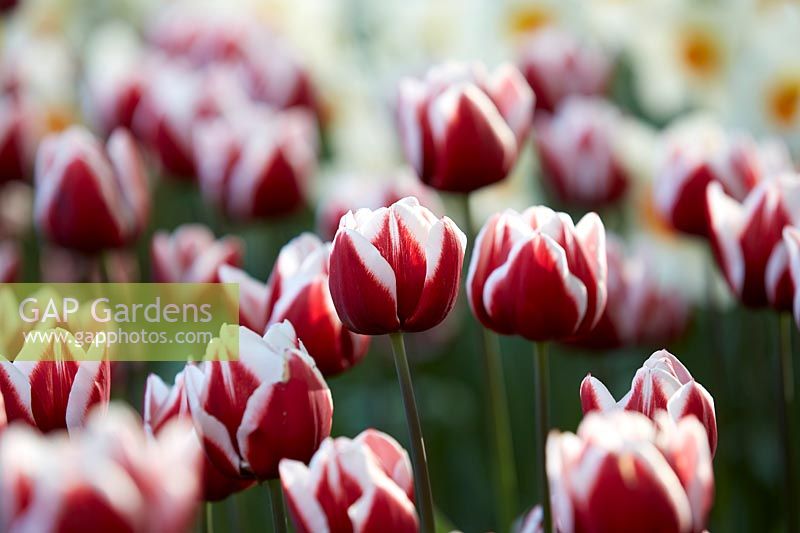 Tulipa 'Armada'