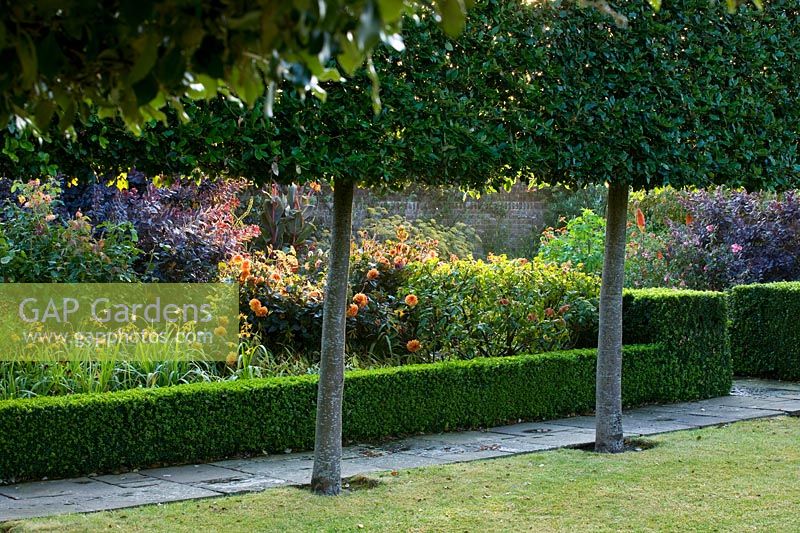 View to Buxus-edged beds through Quercus ilex - Holm Oak - stilt hedging. 

