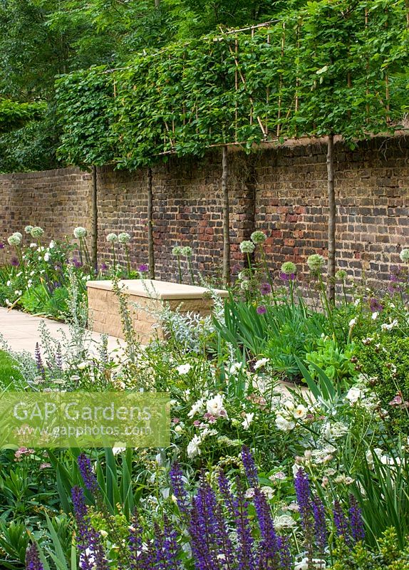 Green, white and purple flowering borders in formal urban town garden. 

