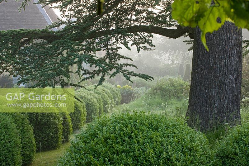 Row of clipped topiary balls and Cedrus libani - cedar of Lebanon tree.