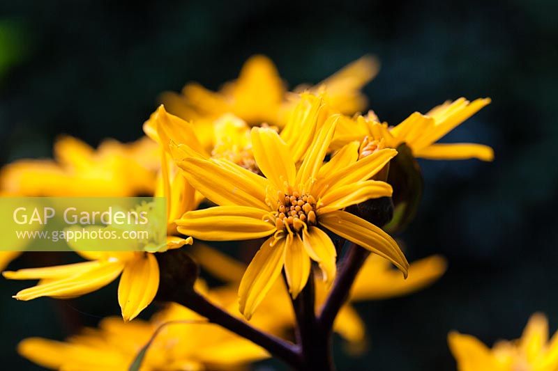  Ligularia dentata 'Desdemona'