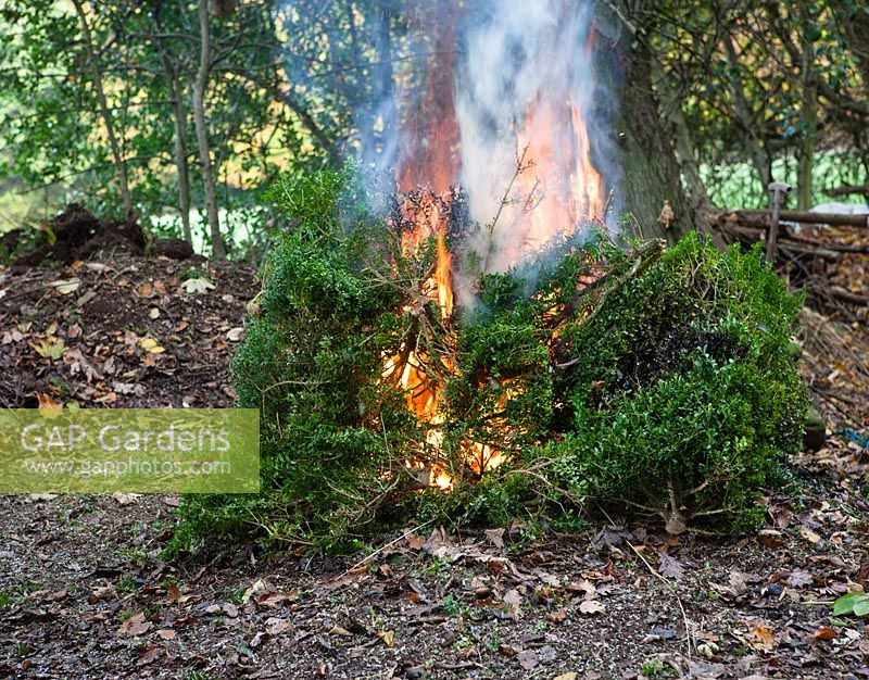 Burning Buxus sempervirens affected by Cylindrocladium buxicola - Box blight. 