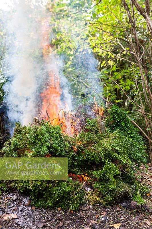 Burning Buxus sempervirens affected by Cylindrocladium buxicola - Box blight.