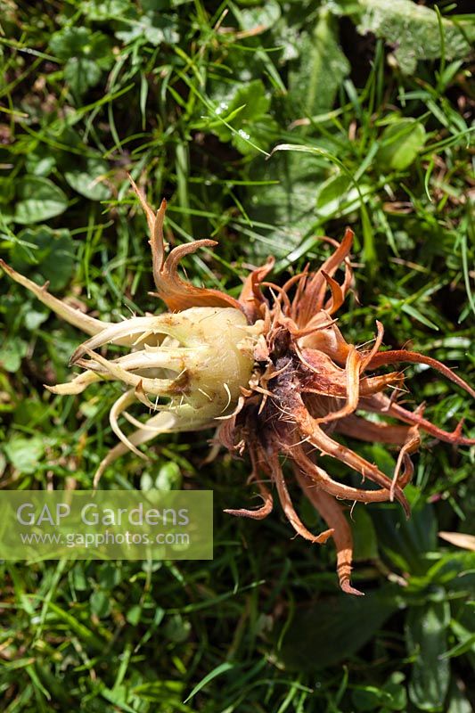 Single nut of Corylus colurna - Turkish Hazel