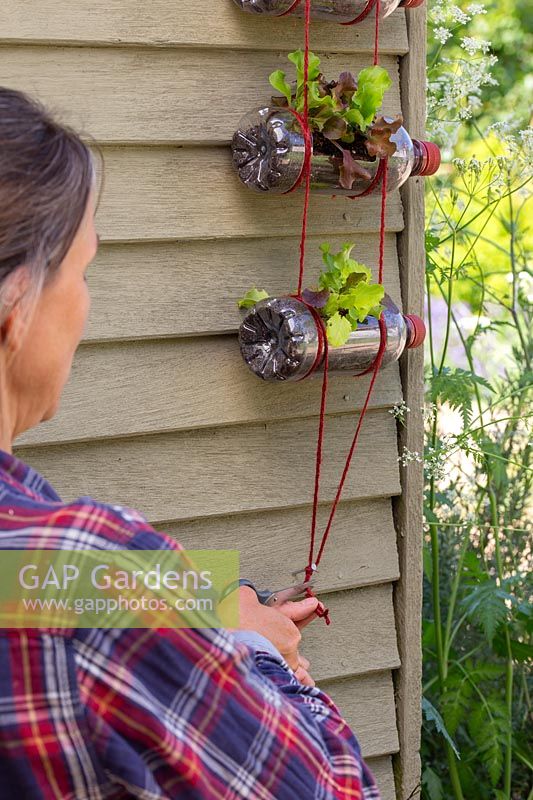 Person securing vertical salad planter to a wall by tying off string and cutting off the excess. 
