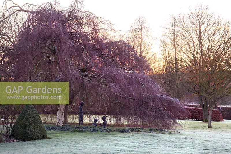 Betula pendula 'Youngii' - weeping birch
