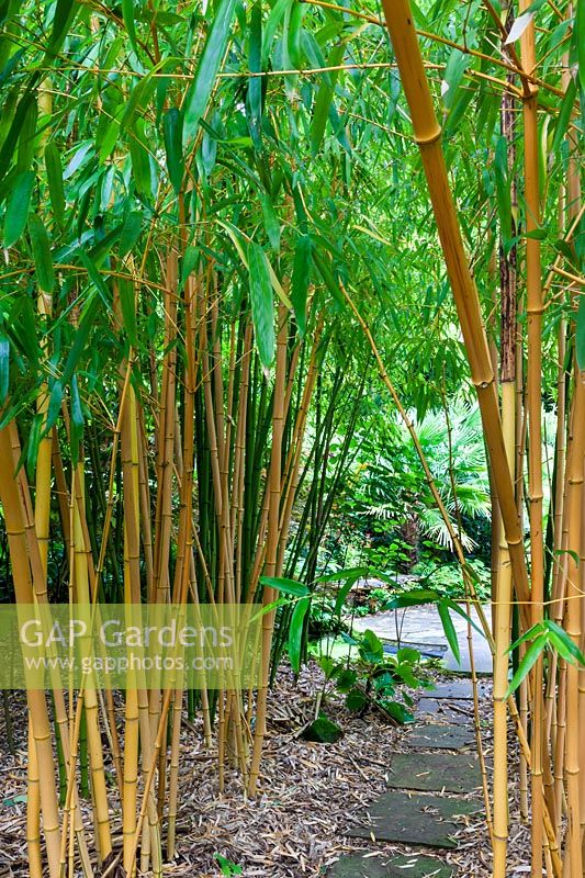 Avenue of Phyllostachys vivax aureocaulis 