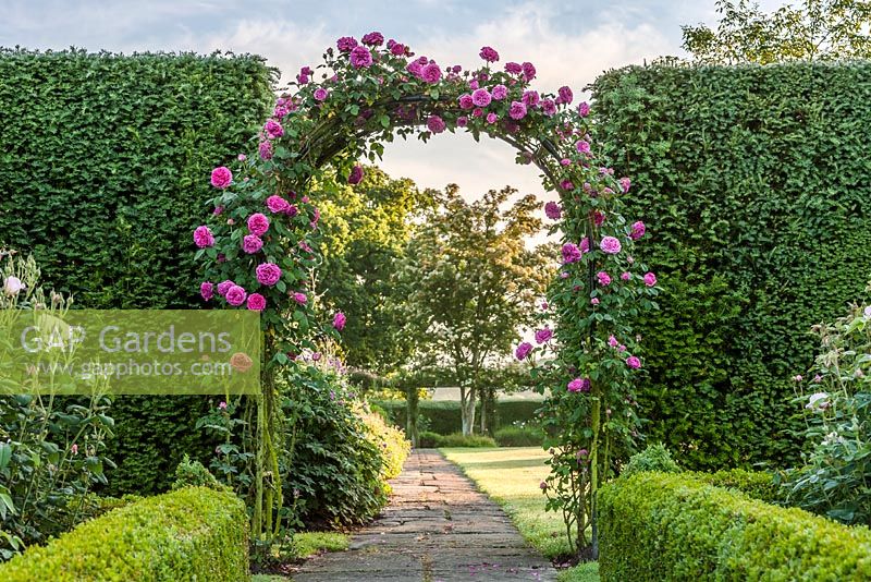 Rosa 'Madame Isaac Periere' at Town Place in Sussex