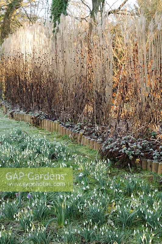 lawn studded with snowdrops in front of ornamental grass hedge. 