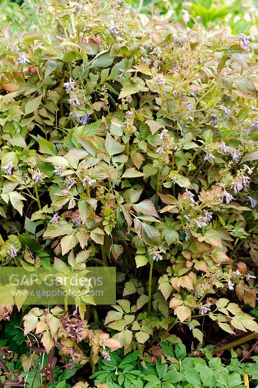 Corydalis temulifolia 'Chocolate Stars'.