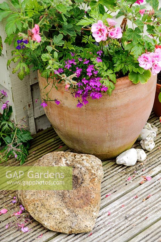 Terracotta pot planted with pelargonium and lobelia with stone in front containing fossilised ammonite.