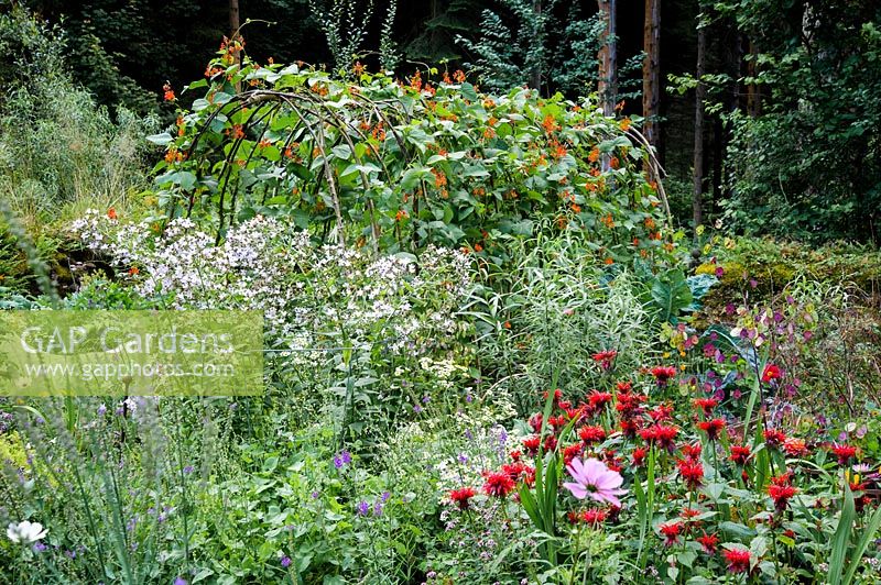 View of flowering perennial bed. 