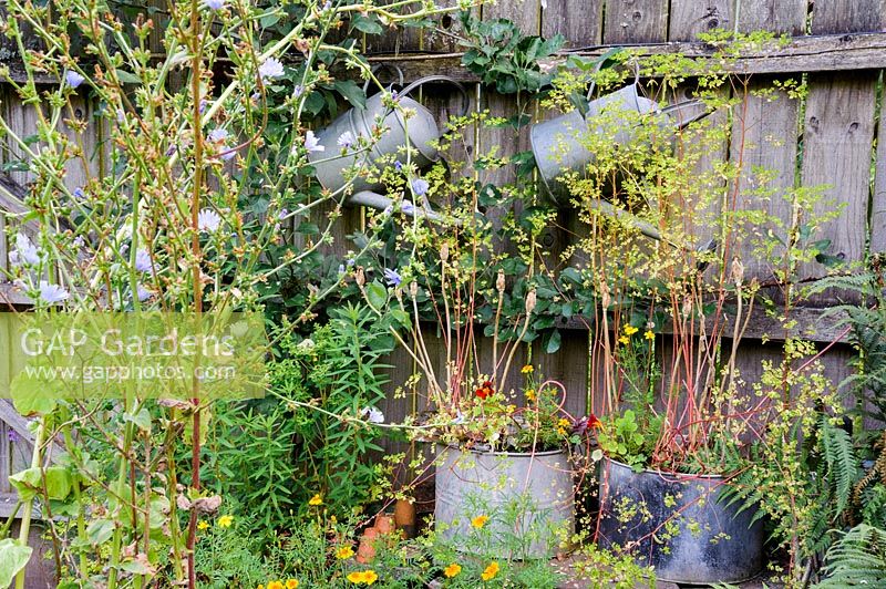 A display of planted galvanised containers and watering cans. 