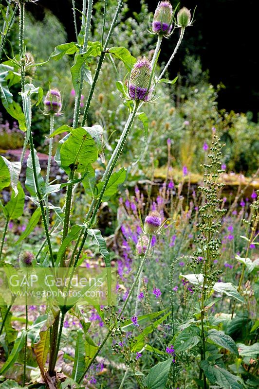 Dipsacus fullonum - Teasels in mixed bed.