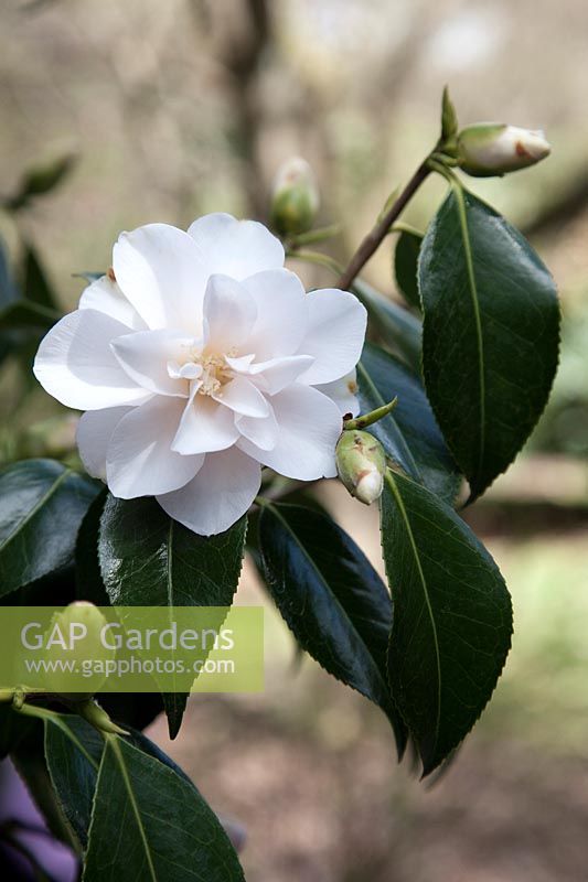 Camellia japonica 'Hagoromo'
