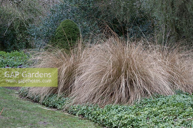 Chionochloa conspicua
