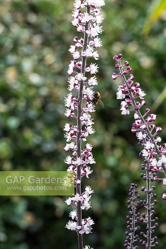 Actaea simplex Atropurpurea Group - baneberry