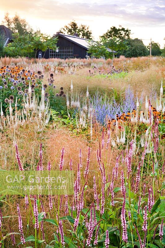 Mixed borders of perennials and grasses at Frank Hejligens garden, Netherlands. 