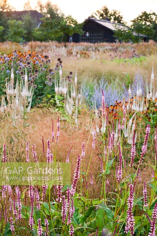 Mixed borders of perennials and grasses at Frank Hejligens garden, Netherlands.
