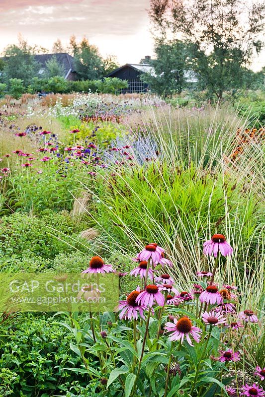 Mixed borders of perennials and grasses at Frank Hejligens garden, Netherlands.