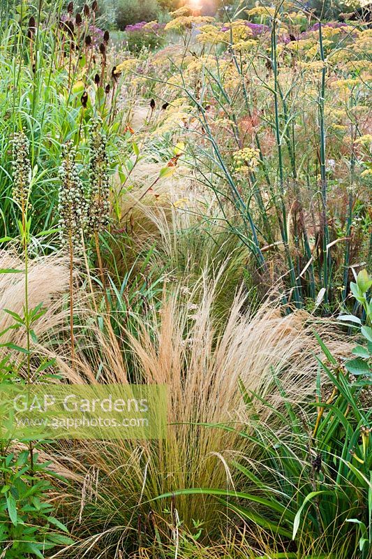 Mixed perennial and grass border at Frank Hejligens garden, Netherlands.