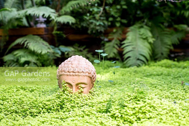 terracotta Buddha head ornament surrounded by Soleirolia soleirolii - mind-your-own-business. 