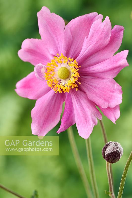 Anemone hupehensis var. japonica 'Pamina' AGM Japanese anemone