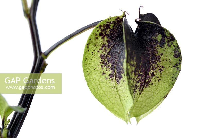 Nicandra physalodes - Shoo-fly - Apple of Peru Seed calyx 