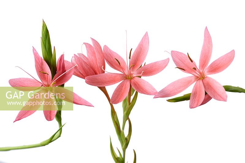 Hesperantha coccinea 'Fenland Daybreak' - Crimson flag lily Syn. Schizostylis coccinea