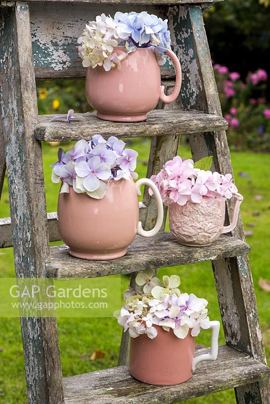 Hydrangeas in vintage china on stepladder