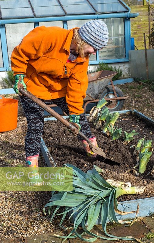 Woman heeling in leek plants into raised beds.